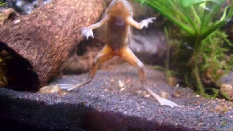 Besatz im Aquarium Froschgrotte von LaEy (15)