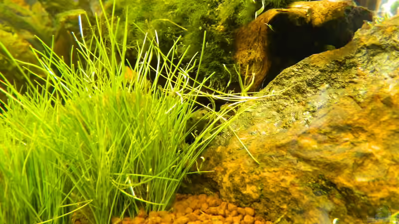 Besatz im Aquarium Froschparadies (nur noch Beispiel) von Nick3 (15)