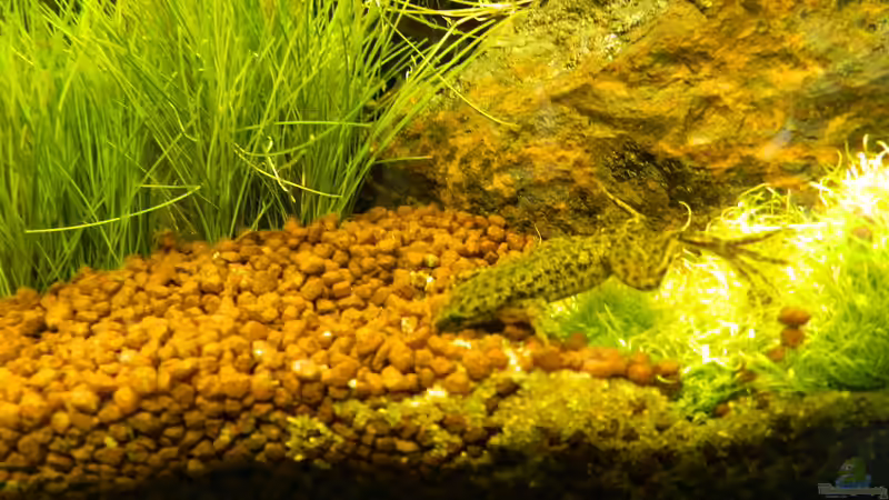 Besatz im Aquarium Froschparadies (nur noch Beispiel) von Nick3 (16)