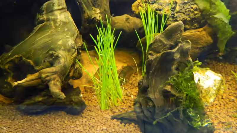 Besatz im Aquarium Froschparadies (nur noch Beispiel) von Nick3 (17)