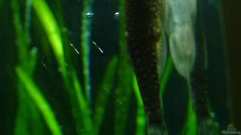 Besatz im Aquarium Furcatus Sunrise (nur noch als Beispiel) von Arami Gurami (24)
