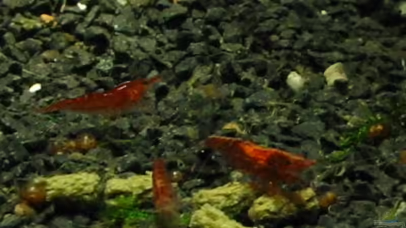 Besatz im Aquarium Futterbecken von Christina Studt (14)