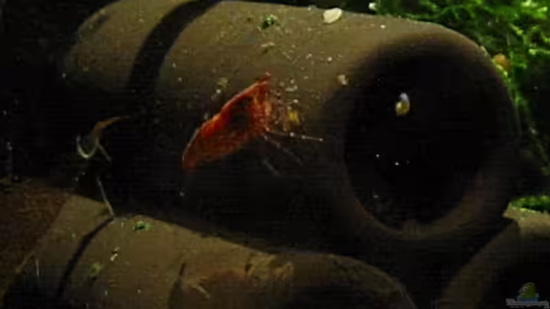 Besatz im Aquarium Futterbecken von Christina Studt (15)