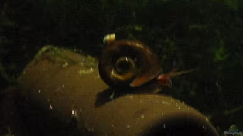 Besatz im Aquarium Futterbecken von Christina Studt (17)