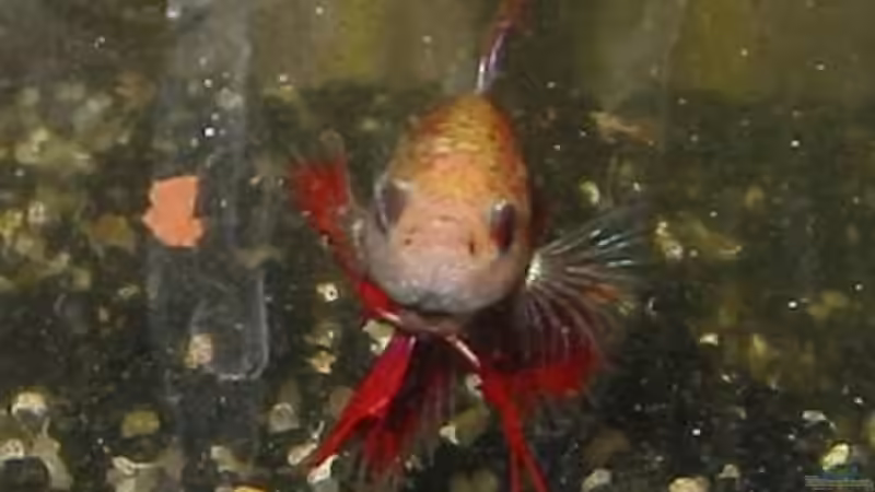 Besatz im Aquarium Futterbecken von Christina Studt (21)