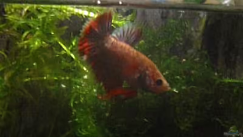 Besatz im Aquarium Futterbecken von Christina Studt (23)