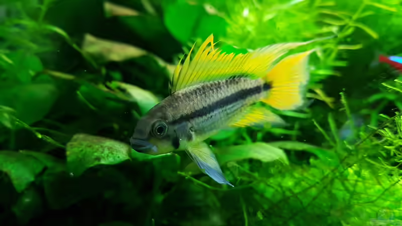 Besatz im Aquarium Gaja von Sebastian Hartmann (130)