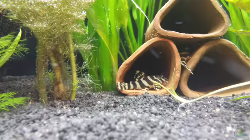 Besatz im Aquarium Ganzer Stolz von iStift_OB (4)