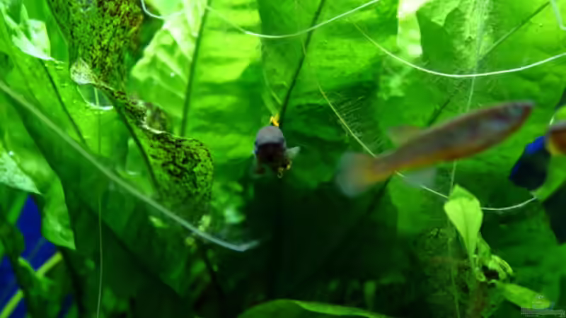 Besatz im Aquarium Gardeners Paradise von Blue (10)