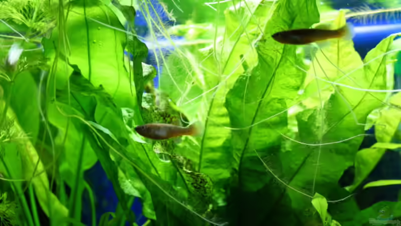 Besatz im Aquarium Gardeners Paradise von Blue (11)
