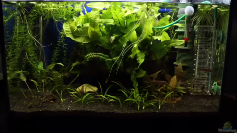 Besatz im Aquarium Gardeners Paradise von Blue (12)