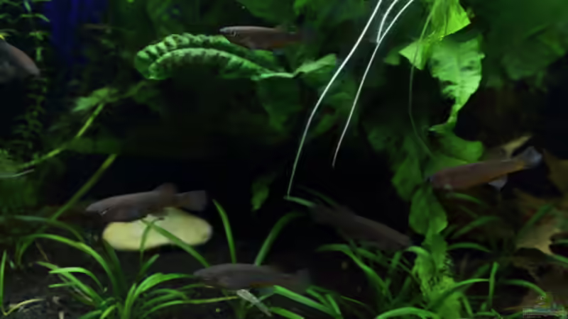 Besatz im Aquarium Gardeners Paradise von Blue (14)
