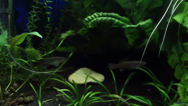Besatz im Aquarium Gardeners Paradise von Blue (15)