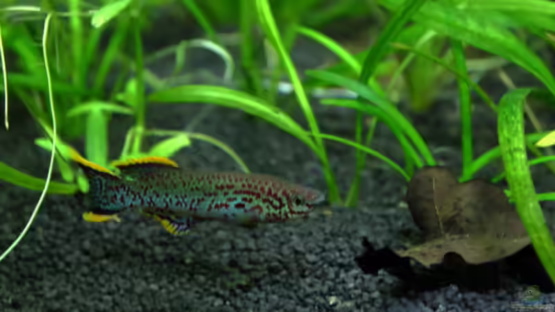 Besatz im Aquarium Gardeners Paradise von Blue (3)