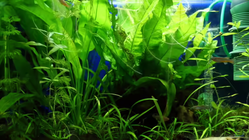 Besatz im Aquarium Gardeners Paradise von Blue (4)