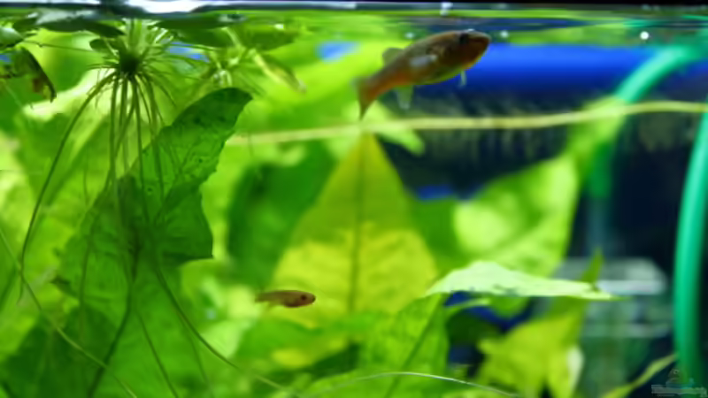 Besatz im Aquarium Gardeners Paradise von Blue (5)