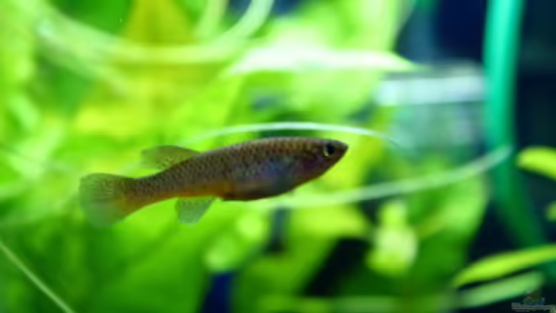 Besatz im Aquarium Gardeners Paradise von Blue (8)