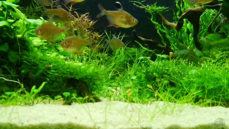 Besatz im Aquarium Gardeners pleasure von Zebraschneggla (44)