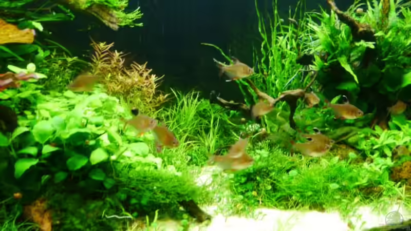 Besatz im Aquarium Gardeners pleasure von Zebraschneggla (45)