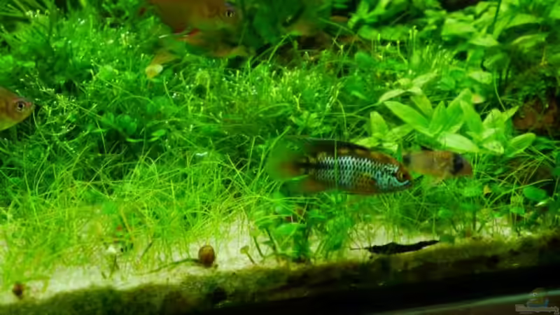 Besatz im Aquarium Gardeners pleasure von Zebraschneggla (49)