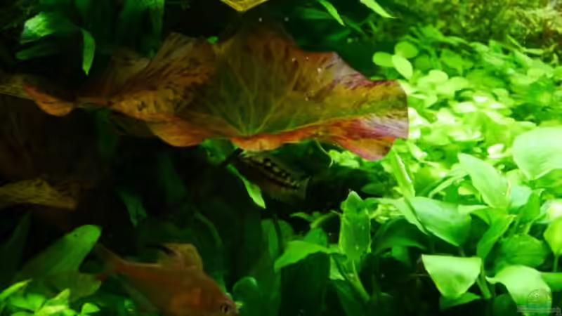 Besatz im Aquarium Gardeners pleasure von Zebraschneggla (52)