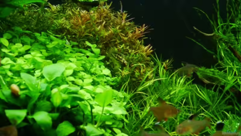 Besatz im Aquarium Gardeners pleasure von Zebraschneggla (53)