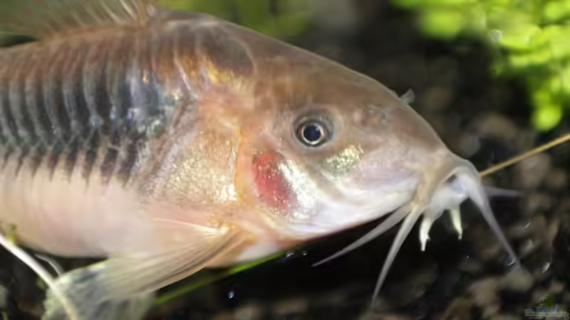 Besatz im Aquarium Garnelen, Fische und Krebse von havok4615 (6)
