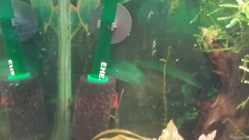 Besatz im Aquarium Garnelen Becken (gibt es nicht mehr) von Kaddi (14)