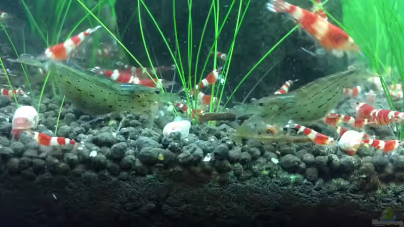 Besatz im Aquarium Garnelen Cube von DL (28)