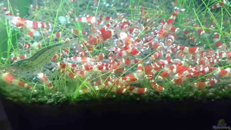 Besatz im Aquarium Garnelen Cube von DL (29)