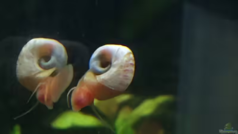 Besatz im Aquarium Garnelen Cube von DL (30)