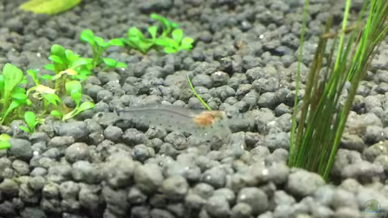 Besatz im Aquarium Garnelen Cube von DL (31)