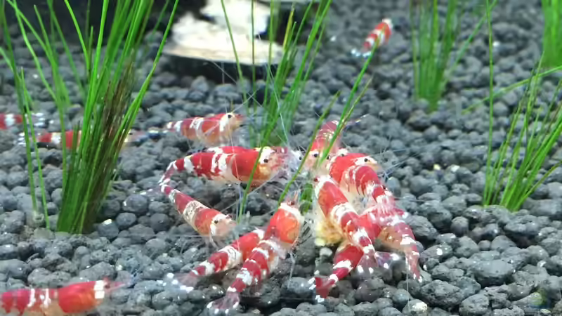 Besatz im Aquarium Garnelen Cube von DL (33)