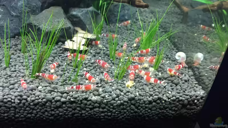 Besatz im Aquarium Garnelen Cube von DL (34)