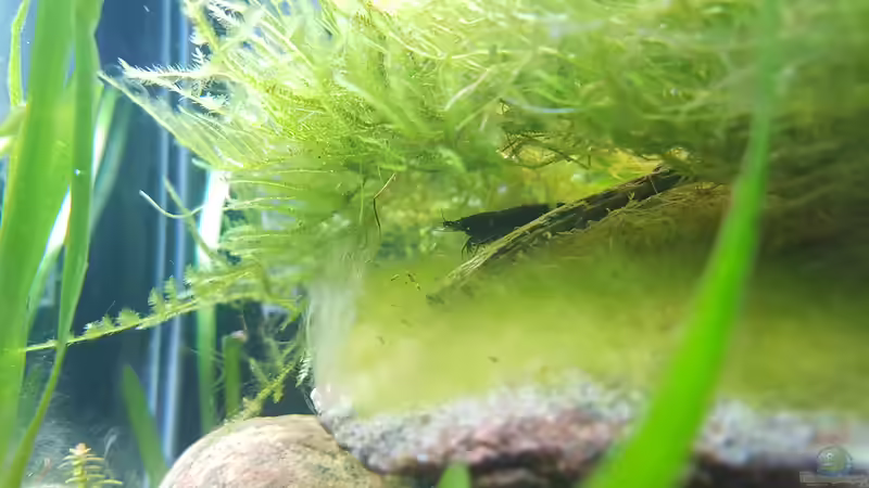 Besatz im Aquarium Garnelen Felsen von JalaRoki (2)