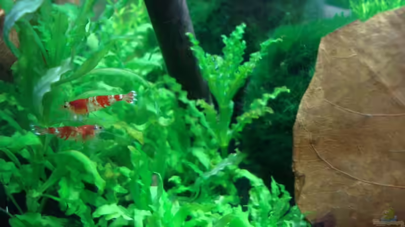 Besatz im Aquarium Garnelen Nano von Der Luxemburger (11)