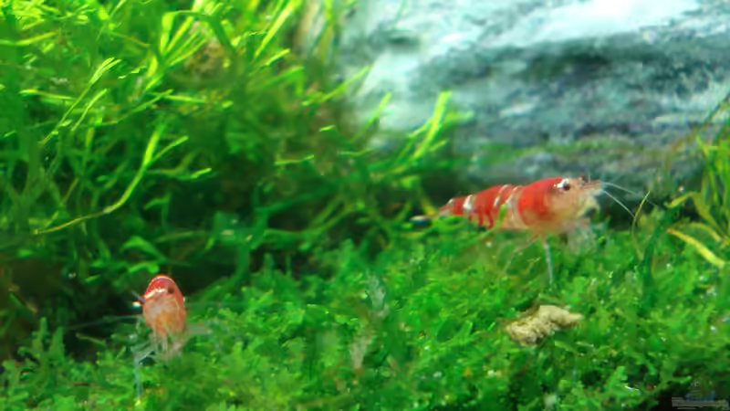 Besatz im Aquarium Garnelen Nano von Der Luxemburger (13)
