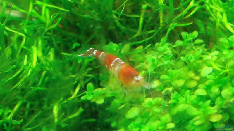 Besatz im Aquarium Garnelen Nano von Der Luxemburger (14)