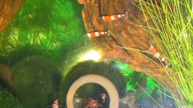 Besatz im Aquarium Garnelen von Basstard (10)