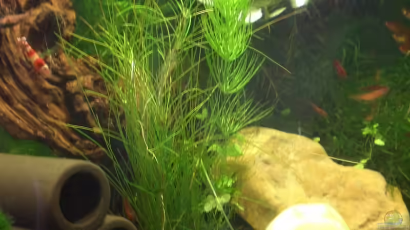 Besatz im Aquarium Garnelen von Basstard (13)