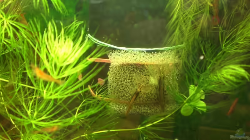 Besatz im Aquarium Garnelen von Basstard (5)