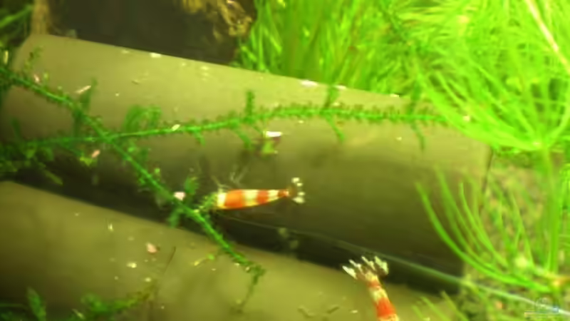 Besatz im Aquarium Garnelen von Basstard (6)