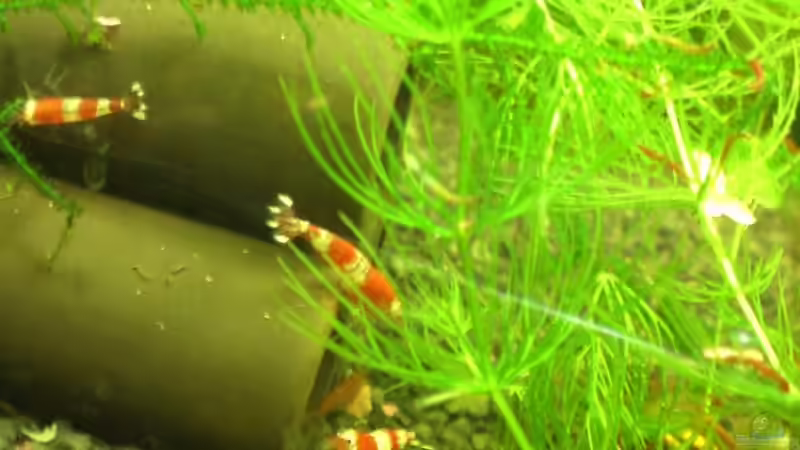 Besatz im Aquarium Garnelen von Basstard (7)