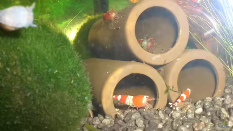 Besatz im Aquarium Garnelen von Basstard (9)