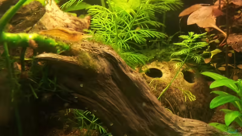 Besatz im Aquarium Garnelen von Liquid (22)