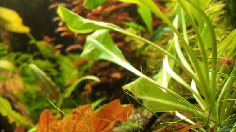 Besatz im Aquarium Garnelen von Liquid (23)