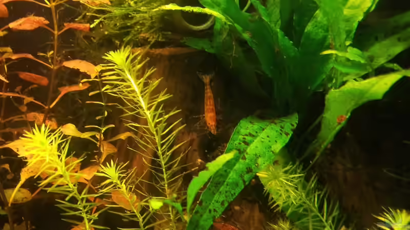 Besatz im Aquarium Garnelen von Liquid (24)