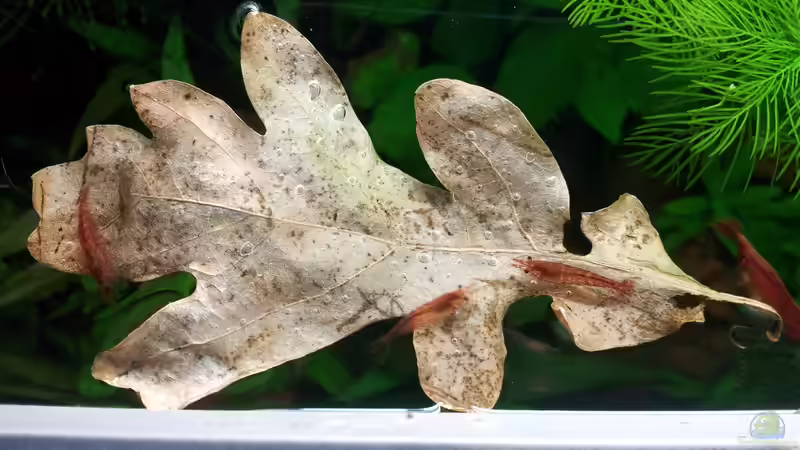 Besatz im Aquarium Garnelen von Liquid (25)