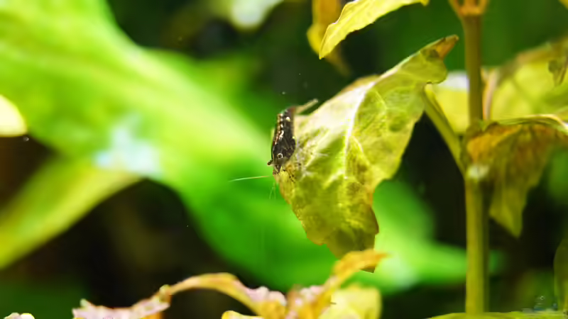 Besatz im Aquarium Garnelen von Liquid (29)