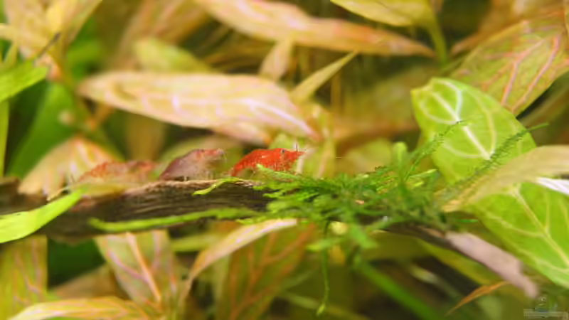 Besatz im Aquarium Garnelen von Liquid (30)